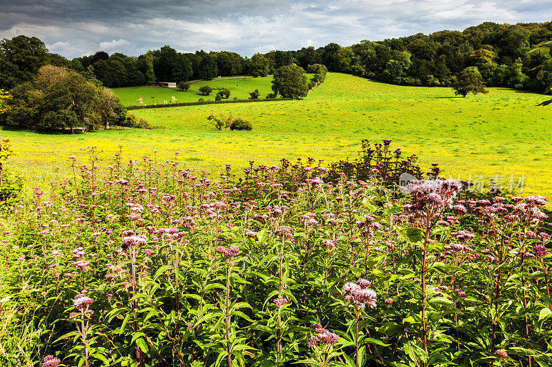 英国草地上的Joe Pye Weed